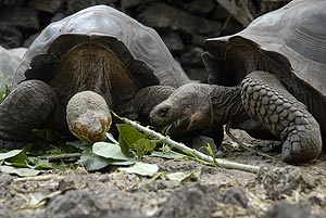 riesenschildkröte